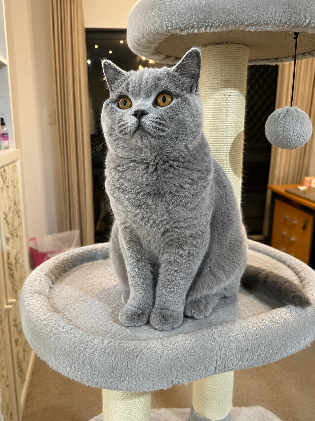 Studs felix cattree